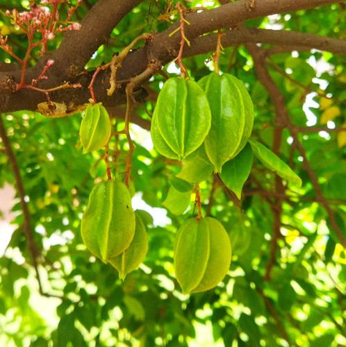vecteezy starfruit or kamranga fruit in a tree in bangladesh a good 15468482.jpg