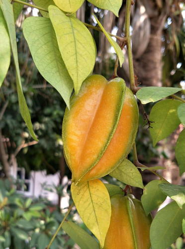 carambola 3160313 1920.jpg