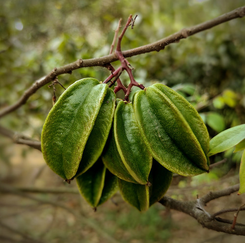 vecteezy fresh green star fruit in orchard 19566288.jpg