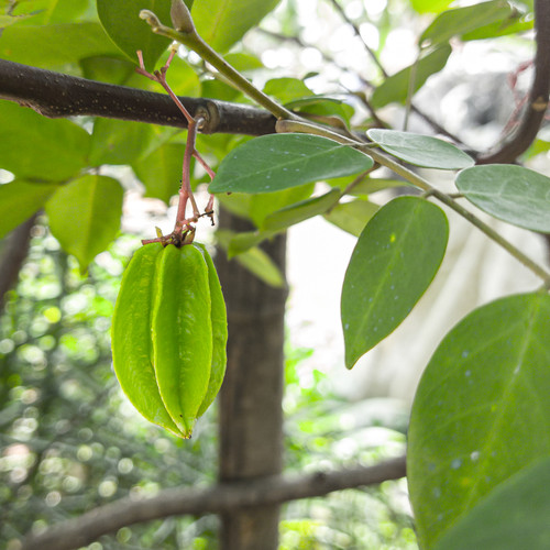 vecteezy photo of a young star fruit with green leaves and a blurred 7500417.jpg