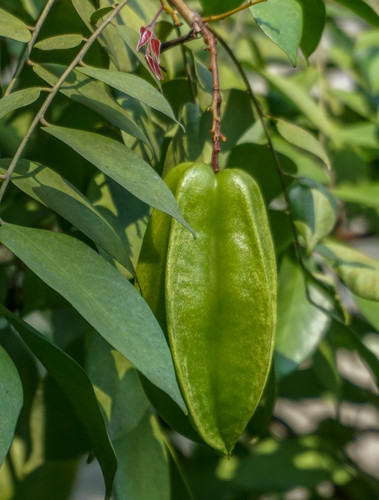 vecteezy the star fruit on the tree is still green and not yet ripe 38074361.jpg