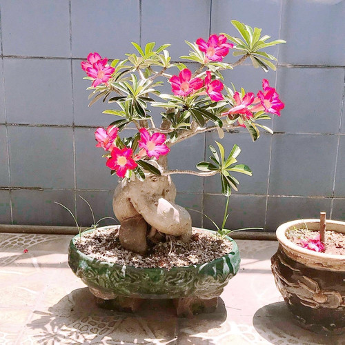 815TT+3aFRL. SL1500 .jpg