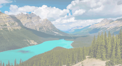 CDAA Header GIF (1).gif