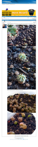 https://plantasexperimentos.proboards.com/post/142 (https://archive.ph/wwy0L).jpg
