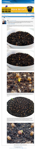 https://plantasexperimentos.proboards.com/post/183 (https://archive.ph/cQtBd).jpg