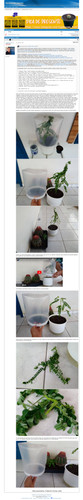 https://plantasexperimentos.proboards.com/post/1106 (https://archive.ph/dBtUW).jpg