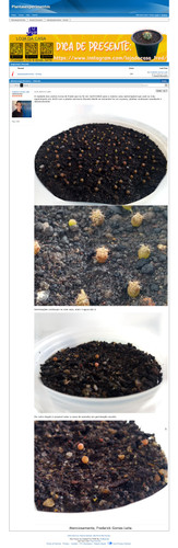 https://plantasexperimentos.proboards.com/post/154 (https://archive.ph/CMw4V).jpg