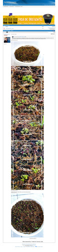 https://plantasexperimentos.proboards.com/post/12 (https://archive.ph/2cqPd).jpg