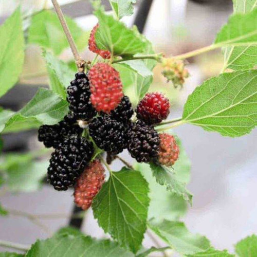 Thompson & MorganFruit Mulberry (morus) Charlotte Russe 7Cm Potted Plant X 3.jpg