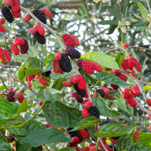 Mulberry Black 1.jpg