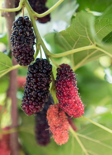 Mulberry Bush Morus Alba Variety Giant Fruit White Mulberry Tree in 13cm Pot 45cm Height Tasty Berri.jpg