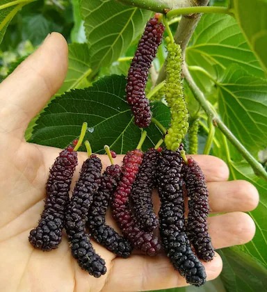 online plant bazar long mulberry.jpg