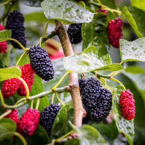 National Plant Network 3 Pack Mulberry Plant in Pot Spring to Summer LW1913.jpg