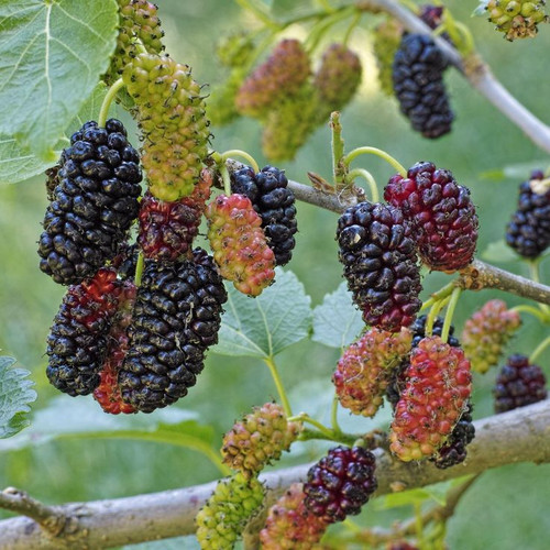 Mulberry 'Shin Tso' Mulberry.jpg