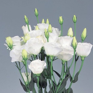 50 b09xf3wdqc nooelec seeds indi.jpg
