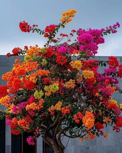 yes perennial yes bougainvillea1.jpg