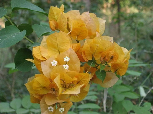 yes perennial yes kagoj plant l5.jpg