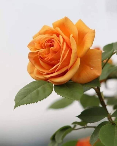 perennial no yes rose plant rp00.jpg