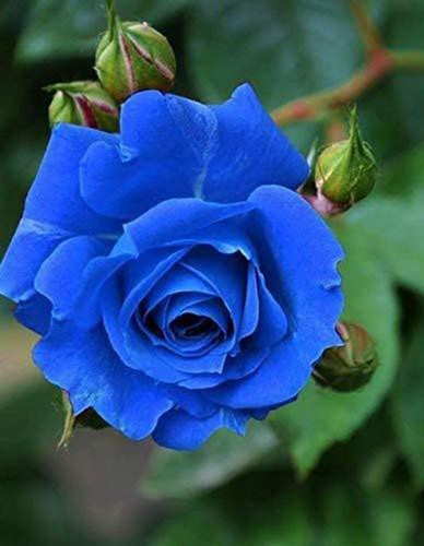 no perennial yes blue rose plant.jpg
