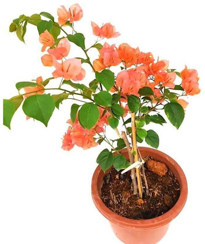 no perennial yes bougainvillea p.jpg