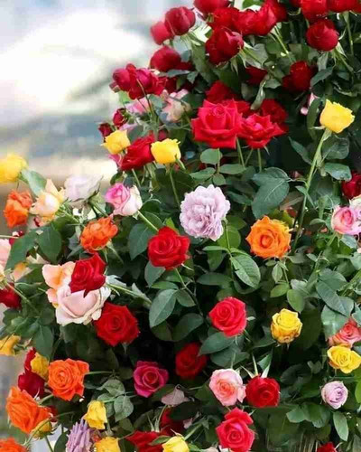 yes perennial yes rose plant 1 m.jpg