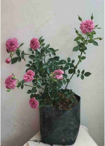 annual no yes rose 14 1 plastic.jpg