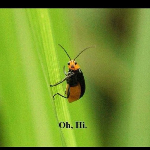 dcb1b1cf231224eeda32ee86ce080841