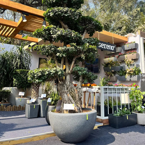 Buy Pots and Planters Online with Sereno’s Designer Collection.jpg