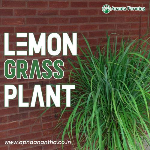 Most Trusted Lemongrass Plant Supplier in Ranchi.jpg