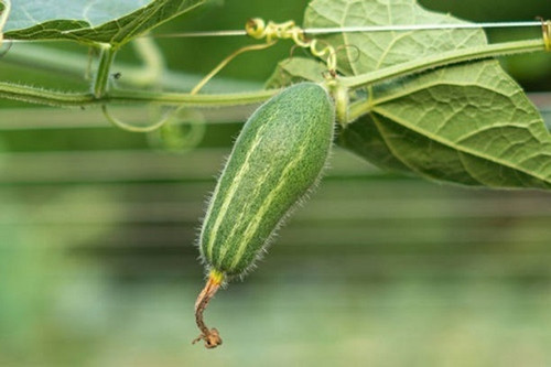 50 summer veg pointed gourd parw.jpg