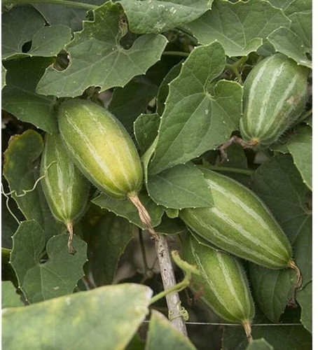 27 pointed gourd seeds greensea.jpg