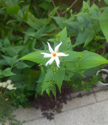 perennial no no seuli y 1 pot se.jpg