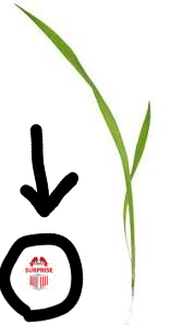 2025 05 12 10f Kleki.png