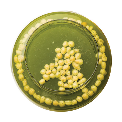 PANI PUREE PASTE.jpg