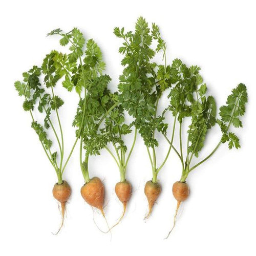 61Aol zid4L. SL1100 .jpg