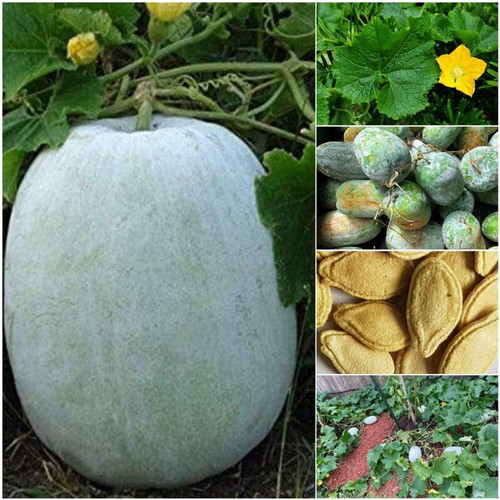 78 ashgourd arshiayat original i.jpg