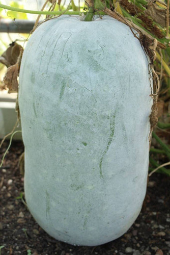 50 ash gourd abiswas original im.jpg