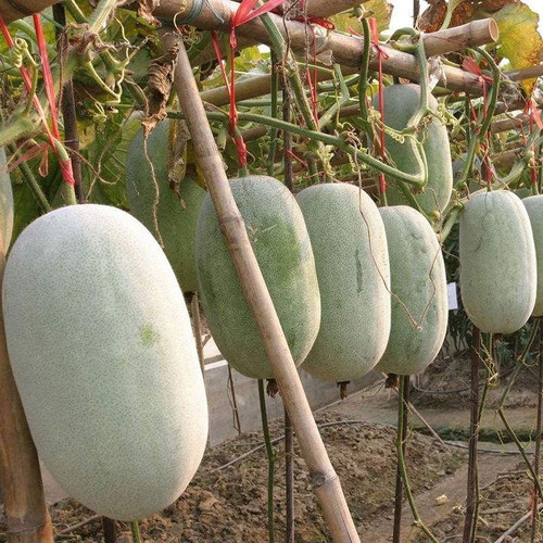 13 ash gourd mithai petha hybrid.jpg