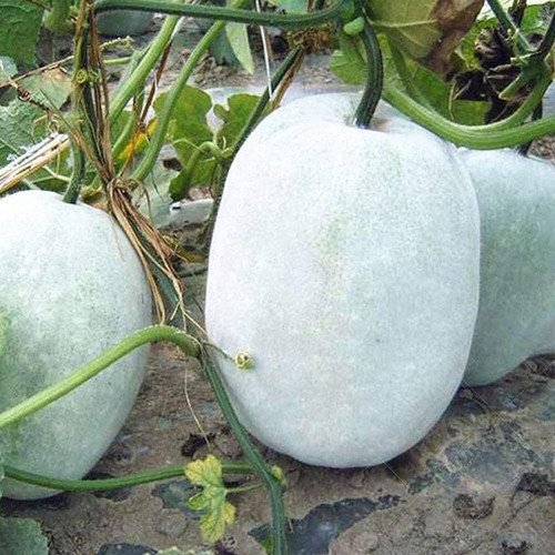 43 ash gourd vegetable seed arsh.jpg