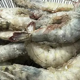 shrimp2503