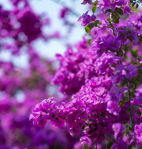 purple flower.jpg