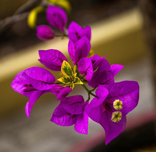 bougainvillea 292175 1920.jpg