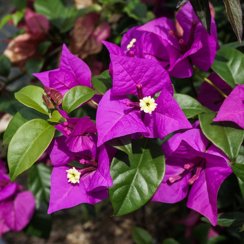 flowers 4381434 1920.jpg