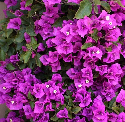 bougainvillea 14139 640.jpg