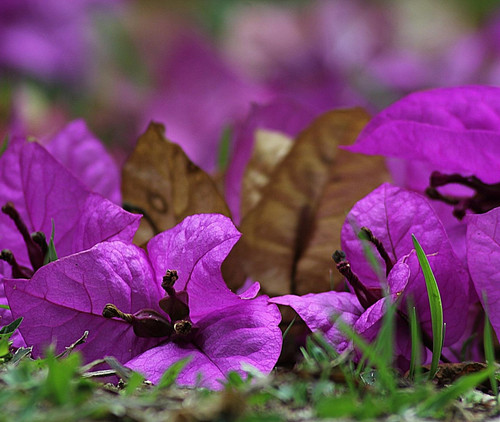 bougainvillea 178708 1920.jpg
