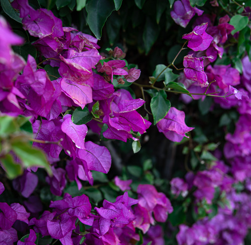 Close-up of a variegated bush with lilac leaves. Exotic plants of Egypt..jpg
