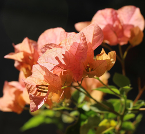 bougainvillea 4029035 1920.jpg