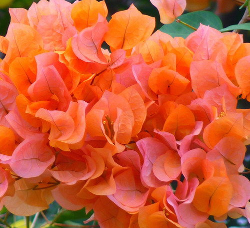 bouganville 52235 1920.jpg