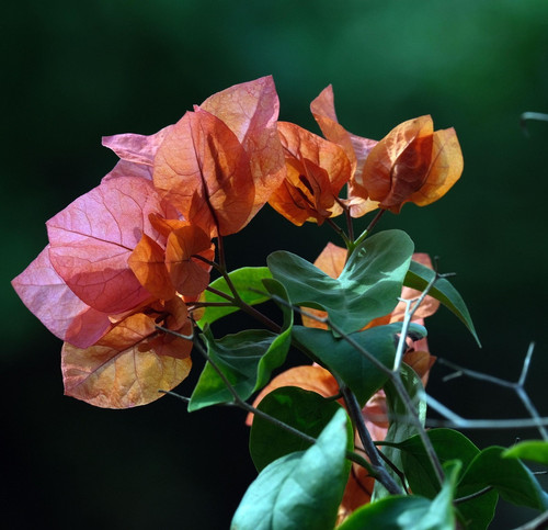 flower 6863122 1920.jpg