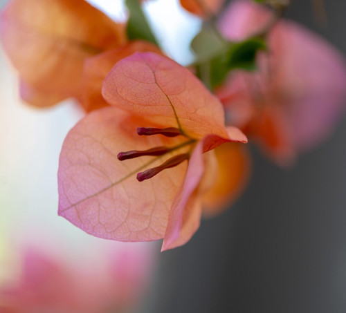 bougainvillea 4252803 1920.jpg